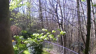 Springtime Bloom and Growth Timelapse