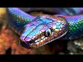 5 Most Beautiful Snakes That Shine Like Rainbows