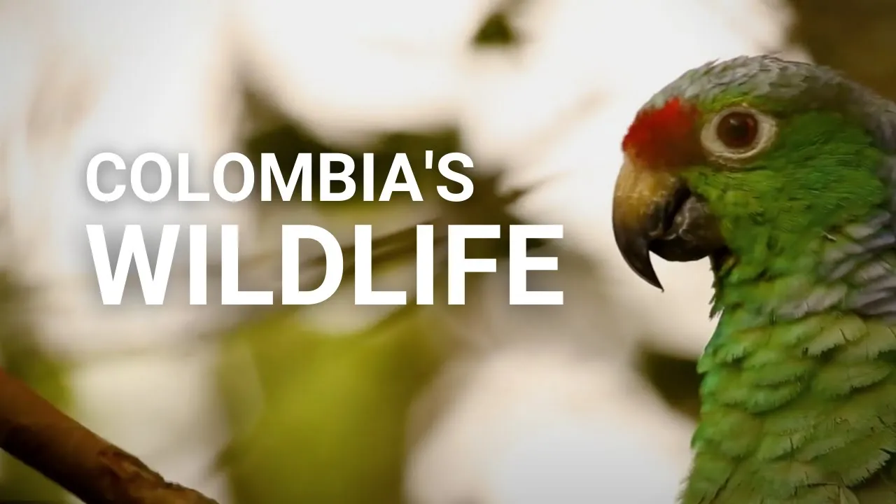 incredible biodiversity in the national parks of Colombia.