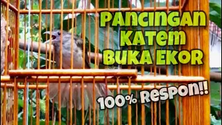 kapas tembak gacor buka ekor full untuk memancing katem bahan agar langsung respon kicau tembak