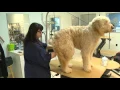 dog day care hickory nc