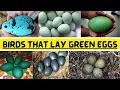 Birds That Lay Green Eggs What Bird Lays Green Eggs Kids Educational