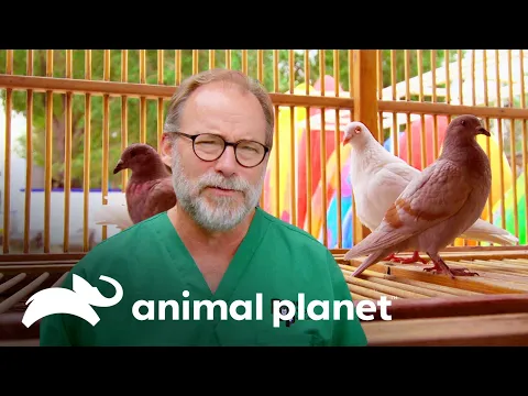 Download MP3 Doutor Jeff Baier viaja e cuida de aves exóticas | Veterinário das Montanhas | Animal Planet Brasil
