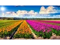 Download Lagu Sang Tukang Kebun Vs. Alam Semesta