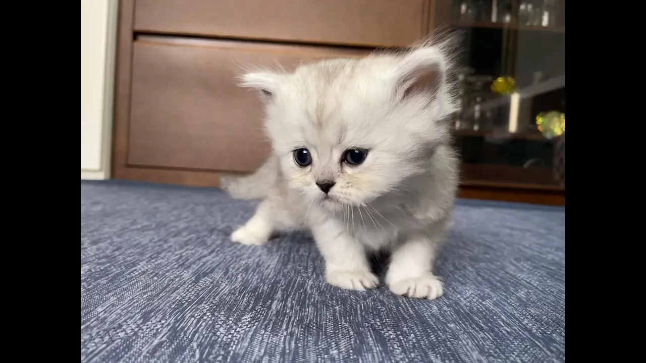 動画