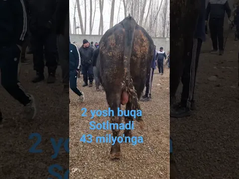 Shahrixonda mol bozori katta buqa sotlmadi xaridor yo'q