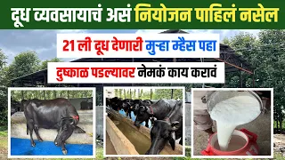 मुऱ्हा म्हैस दूध व्यवसाय संपूर्ण माहिती | Murrah Buffalo Dairy Farming | दुग्ध व्यवसाय | शोध वार्ता 