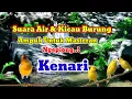 Lagu Terapi Suara Gemericik Air Untuk Burung | Suara Air Dan Burung Kenari