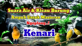 terapi suara gemericik air untuk burung suara air dan burung kenari