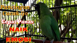 pancingan cucak ijo agar cepat panas dan naik emosi solusi cucak ijo macet