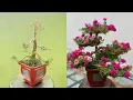 Download Lagu How To Make Moss Rose | Portulaca Grandiflora Bonsai With Small Zinc Sticks | Mẹo Vặt Cuộc Sống