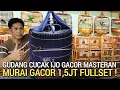 Lagu STOK PENGHABISAN ! MURAI GACOR 1,5JT FUL CUCAK IJO CIBLEK GACOR PASAR BURUNG PRAMUKA HARI INI 
