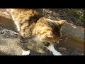 人懐っこい野良猫になつかれました。