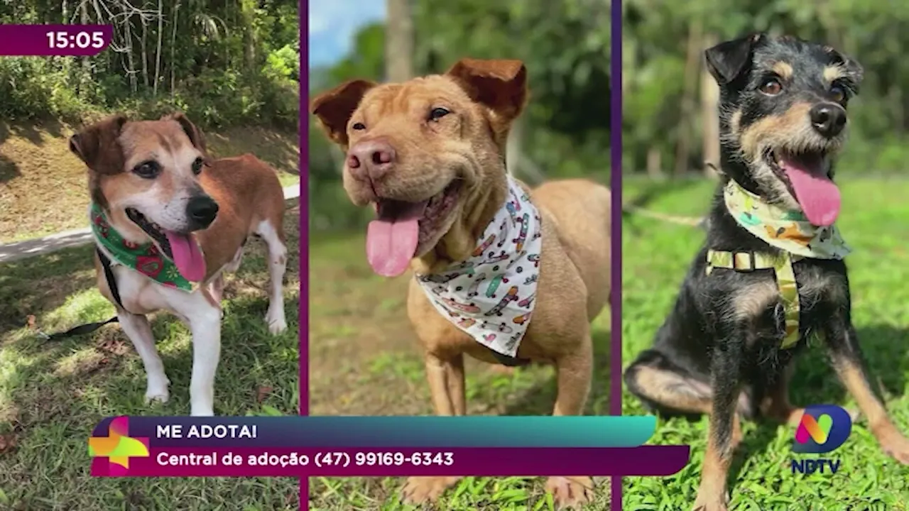 Me Adota: conheça os pets disponíveis no Cepread