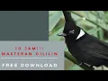 Download Lagu Masteran Cililin Jernih, Cililin Jeda Gemercik Air 10 JAM