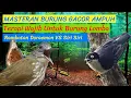 Download Lagu MASTERAN BURUNG GACOR AMPUH | KICAU BURUNG RAMBATAN DORAEMON VS SIRI SIRI COCOK UNTUK TERAPI