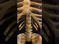 Download Lagu 8ft skeleton with digital eyes from Transworld Halloween show Morris costumes | Giant skeleton