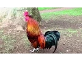 Download Lagu Rooster Crowing Compilation Plus - Rooster crowing sounds Effect 2016