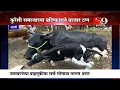 Download Lagu कुरेशी समाजाने जनावरं खरेदी-विक्रीवर बहिष्कार टाकल्याने लोणीचा बाजारही ठप्प..!!