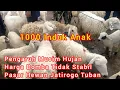 1000 Induk Anak Pengaruh Musim Hujan Harga Domba Tidak Stabil Pasar Hewan Jatirogo Tuban Jawa Timur 