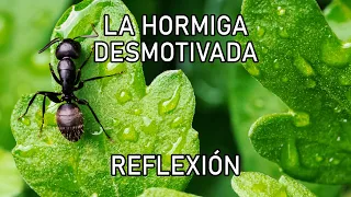 REFLEXION .- LA HORMIGA, Reflexiones diarias, Cortas, del Alma, Mejor Persona, Pensamiento Positivo