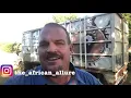Eating Bushpig - How to cook chops my way #theafricanallureoutdoors