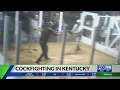 Bill would target cockfighting in Kentucky