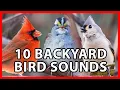 10 Kicauan Burung Halaman Belakang yang Umum di Amerika Serikat Bagian Timur