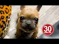 30 Minutes of the World's CUTEST Puppies!