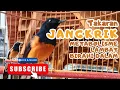 Download Lagu JANGKRIK DAN JEMUR METABOLISME LAMBAT BIRAHI DALAM #kicaumania #muraibatu #rawatanmuraibatu 