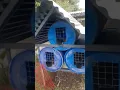 Barrel Colony for Breeding