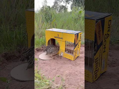 Effective Quick DIY Quail Trap #shorts
