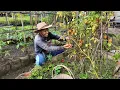 Download Lagu Memetik Tomat Merah di Kebun | Masak Ikan Nila Saus Tomat, Tumis Sawi Toge, dan Tako Jagung