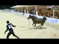 Download Lagu N.55 LADY R RAR - Almortajaz Arabian Horse Show 2024 - Fillies 2 Years Old Section B (Class 2B)