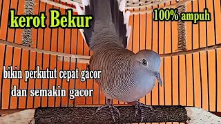 Download kerot bekur bikin perkutut cepat gacor dan semakin gacor MP3