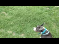 Teaching Danny the pitbull to fetch