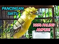 Download Lagu Pancingan Sirtu Cipoh TERAMPUH merangsang sirpu lain ikut emosi gacor!.. Coba saja