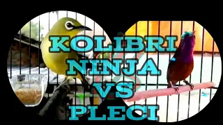 Download Kolibri ninja vs pleci MP3