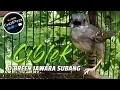 Download Lagu GOPRO HERO 5 : D'BREEN Ciblek Kesetanan Ngebren Panjang | Jungle Prinia Bird