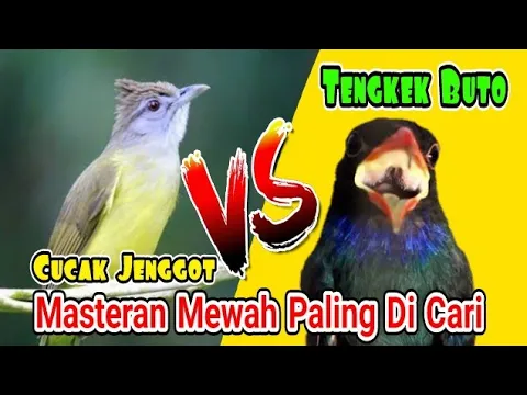 Download MP3 Masteran Kejam cucak jenggot Vs Tengkek Buto Gacor Nggak Ada Lawan