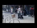 A 150 pound xl pitbull Magnum walking in public with my wife and baby boy