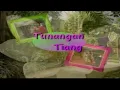 Download Lagu Yong Sagita - Tunangan Tiang
