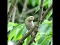 Female House Finch Call Sound - #shorts