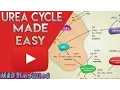Urea Cycle Made Simple - Biochemistry