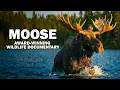 The Award-Winning Moose Documentary Everyone s Talking About