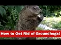 How to Get Rid of Groundhogs Fast No More Groundhog Day