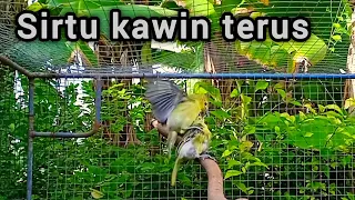 sirtu kawin asli menaikan birahi lawan jadikan sirtu gacor emosi