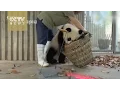 Watch: Giant pandas create trouble as staff cleans their house Mp3 Song Download