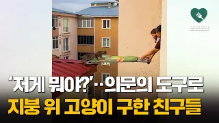 6층 지붕에 고립된 고양이···곧바로 '의문의 도구' 들고 온 친구들