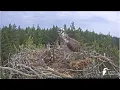 Download Lagu Dusmīgais Gaidis uzbrūk mammai  / Angry Gaidis attacks his mother  LDF Zivju ērgļi Kurzemē